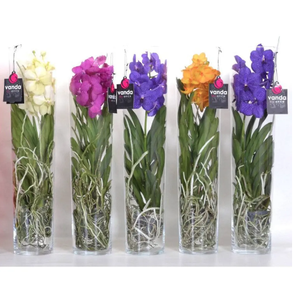 Орхидея Ванда